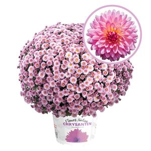 Bild von Bolchrysant  P19 Pink